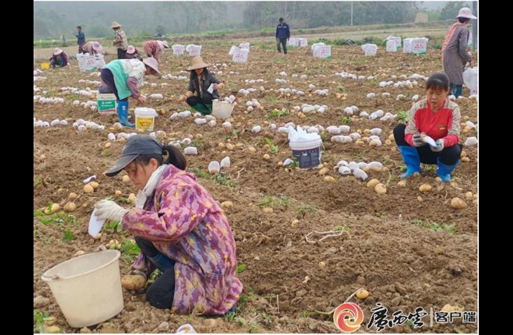良种密植高产，薯业创新富民